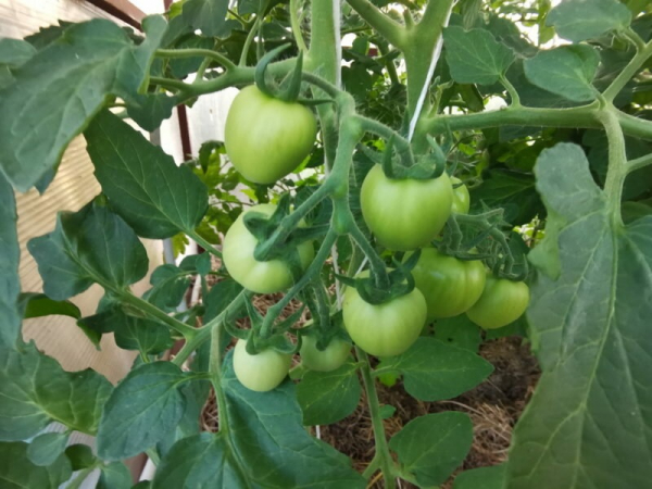 Чем подкормить помидоры для быстрого роста и крупных плодов